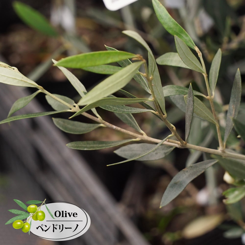 オリーブ ペンドリーノ 