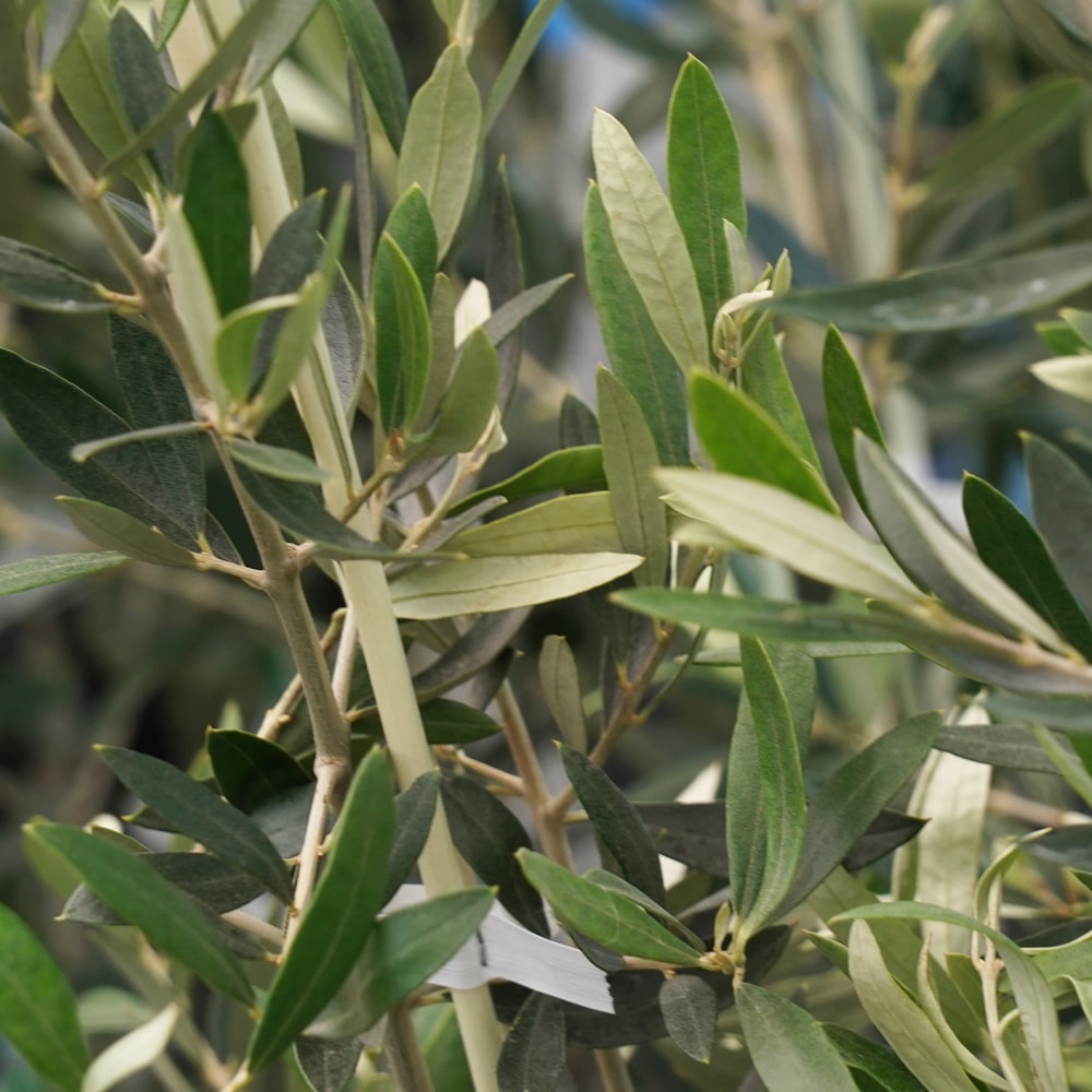 オリーブ ペンドリーノ 1