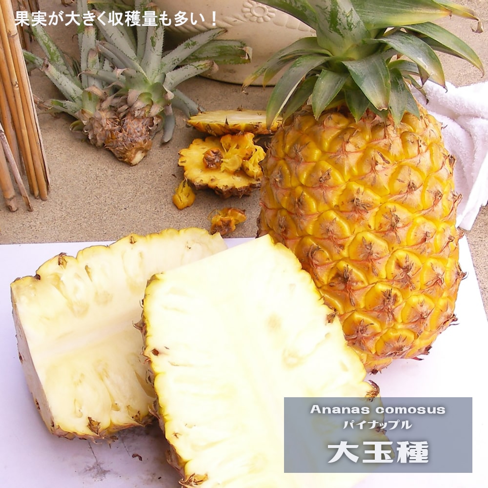 パイナップル 大玉種 