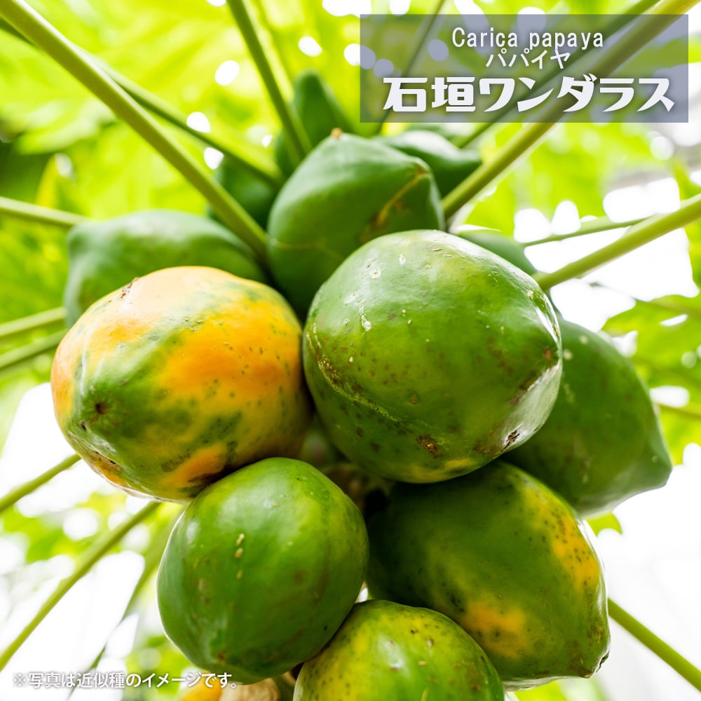 パパイヤ レッドバレル 
