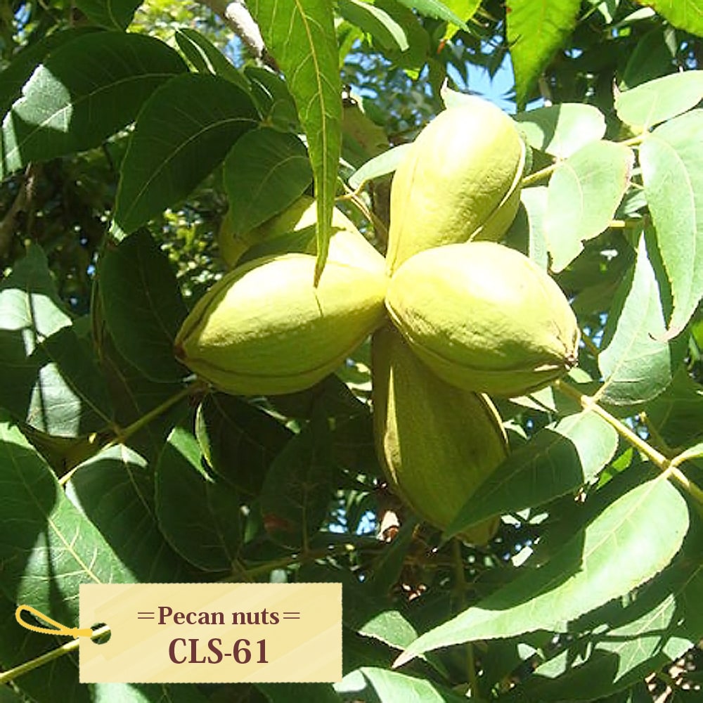 ペカンナッツ CLS-61 苗 販売 苗木部 By 花ひろばオンライン