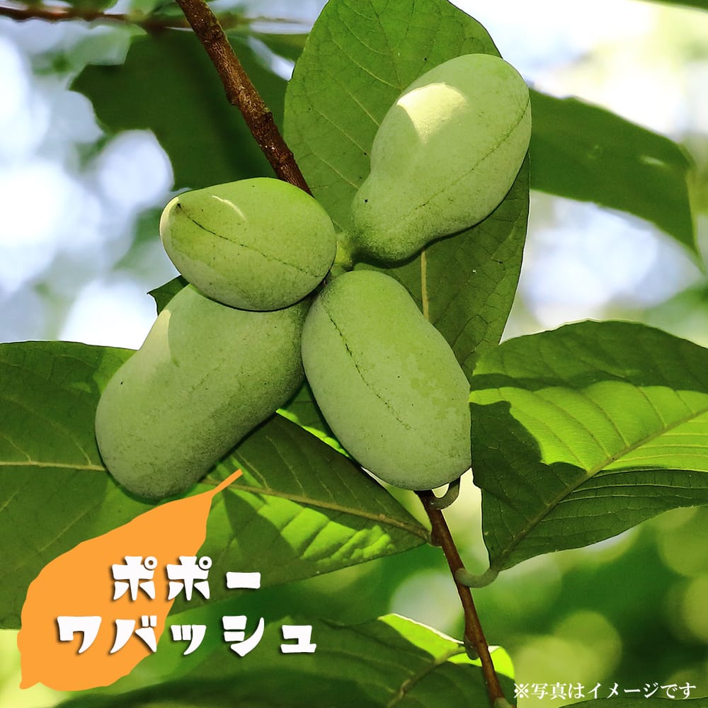 ポポー ワバッシュ 