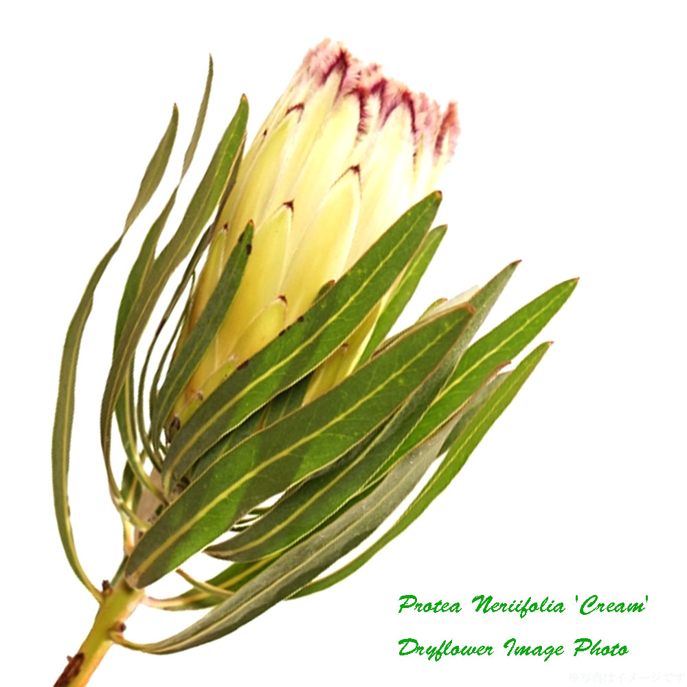 プロテア プロテア ネリイフォリア「クリーム」 1