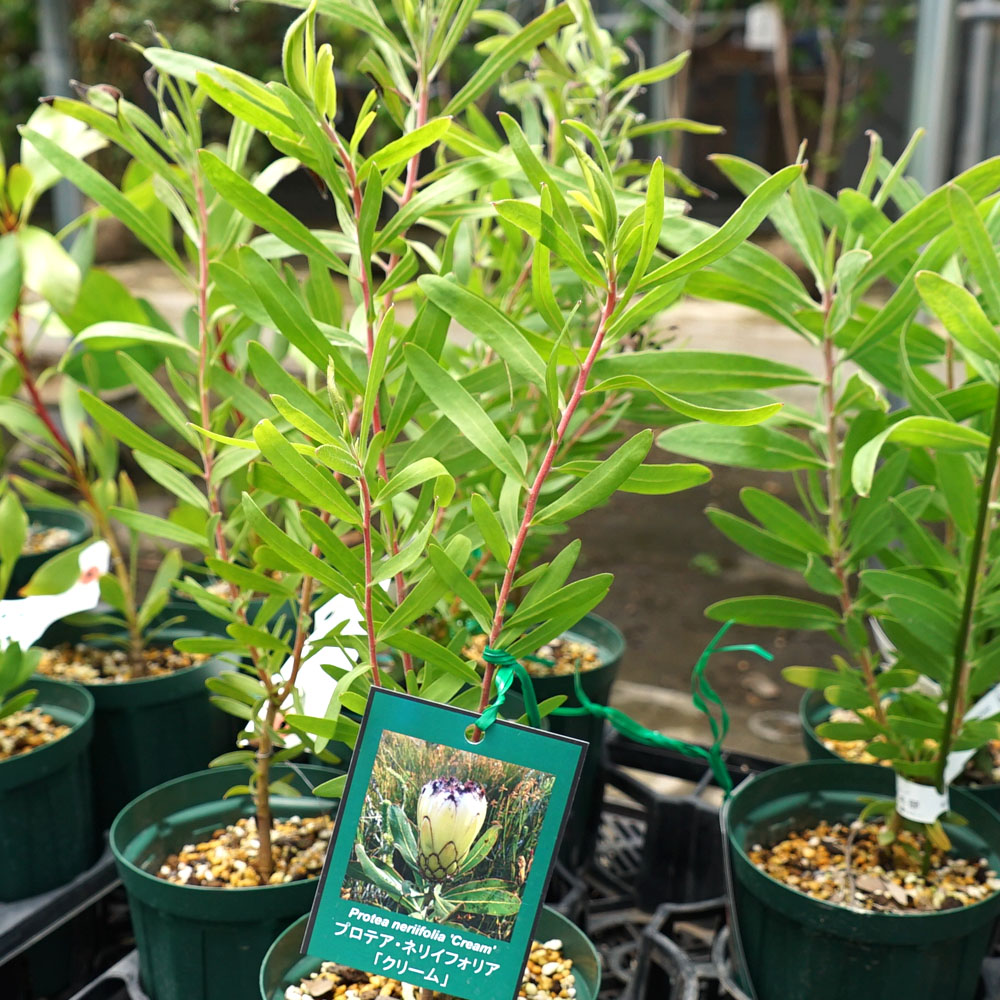 プロテア プロテア ネリイフォリア「クリーム」 3