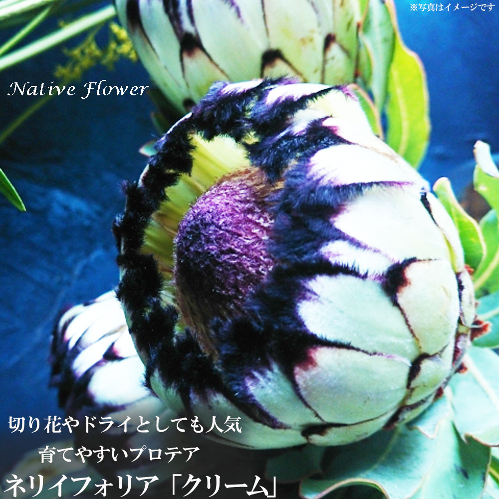 プロテア ネリイフォリア 「クリーム」 