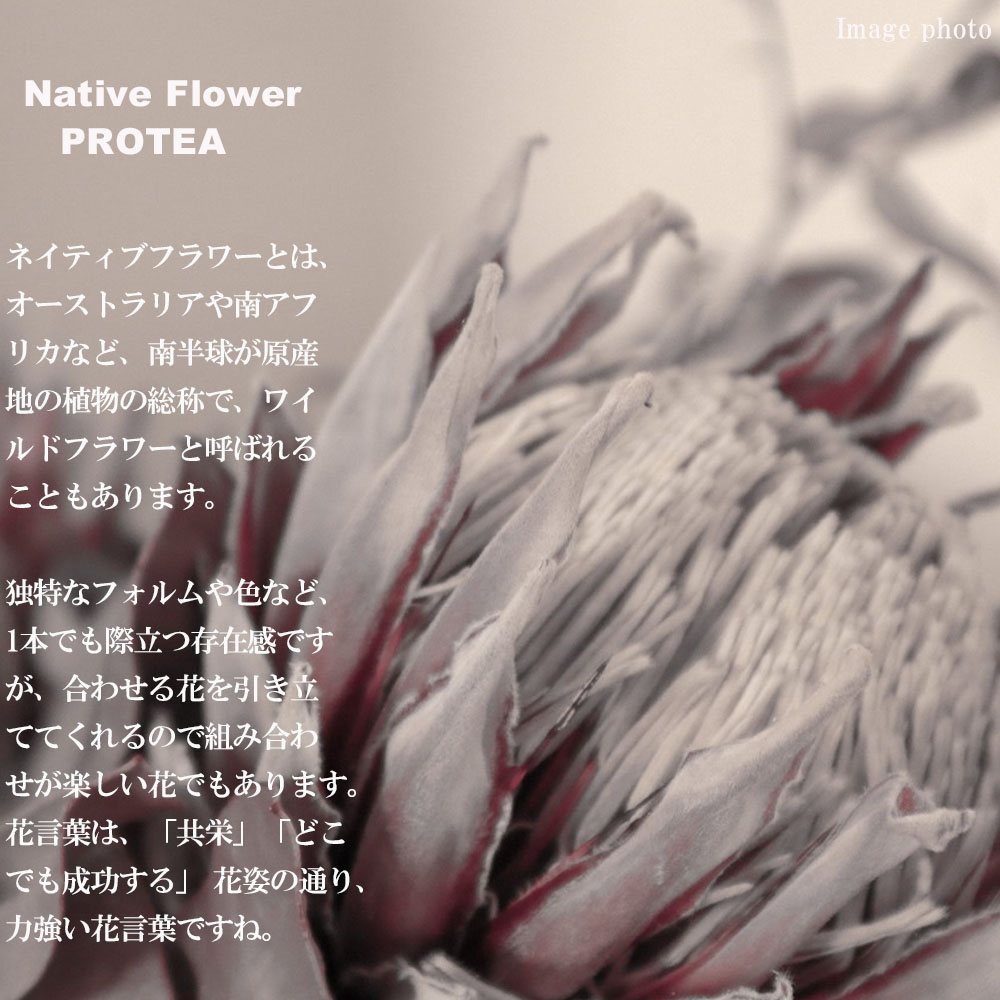 プロテア　ドライ