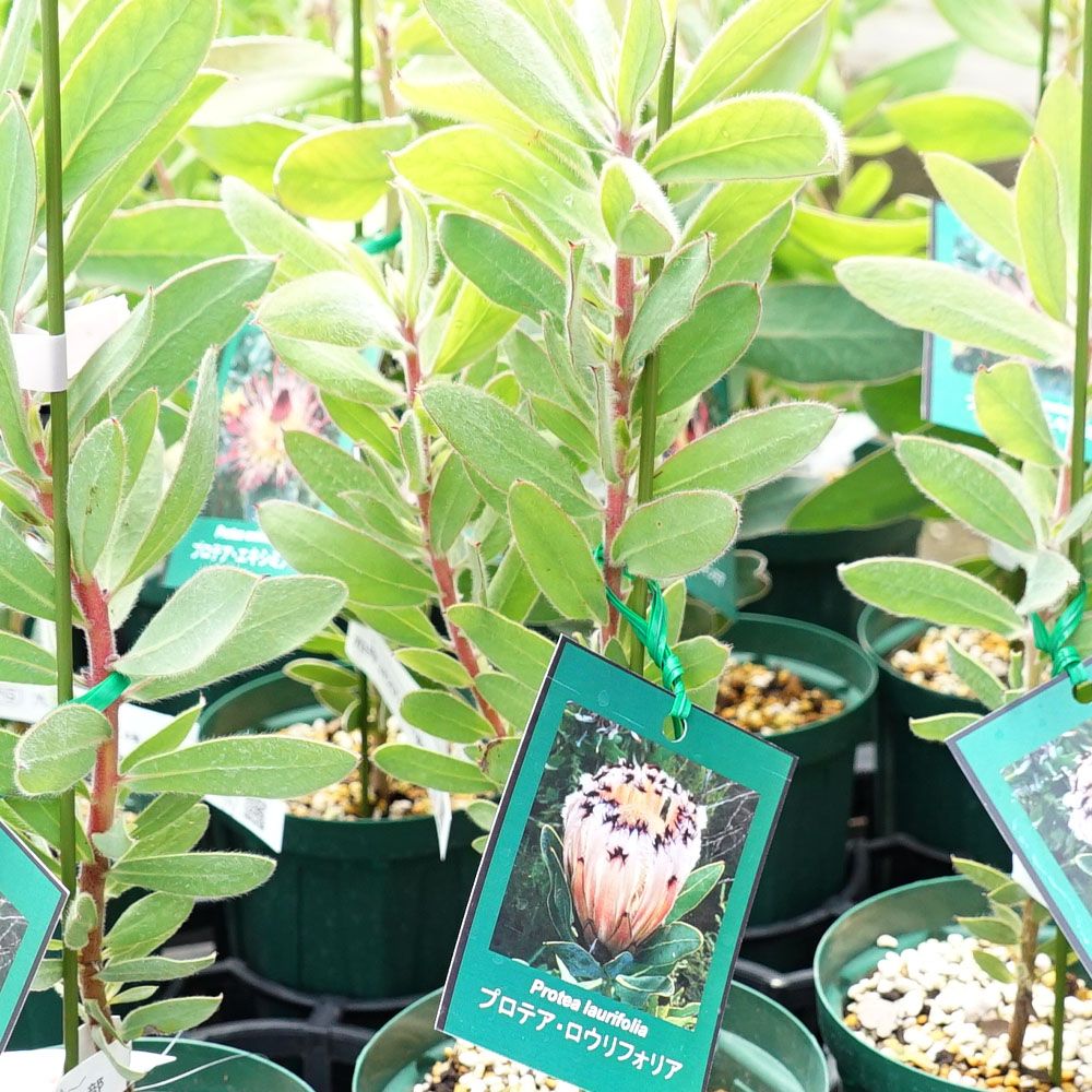 プロテア ラウリフォリア3