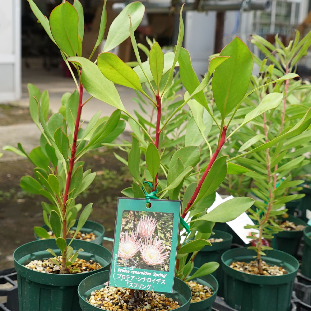 プロテア エキシミア 3