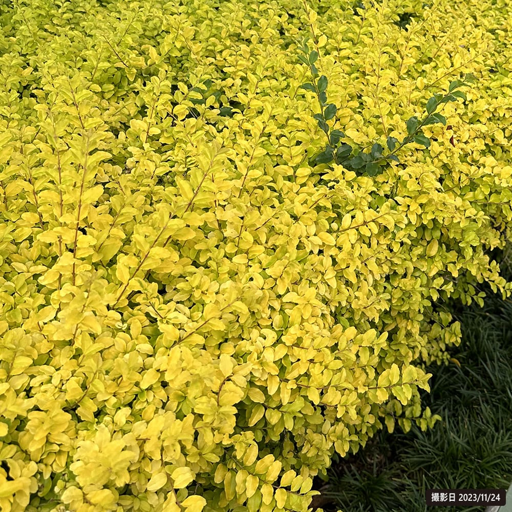 斑入りプリペット レモンライム & クリッパーズ 7