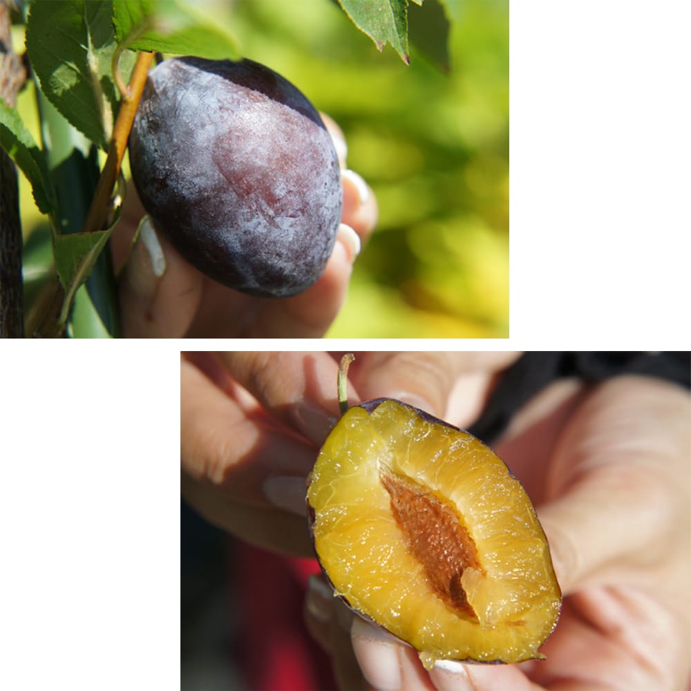 プラム・スモモ スイートサン 3