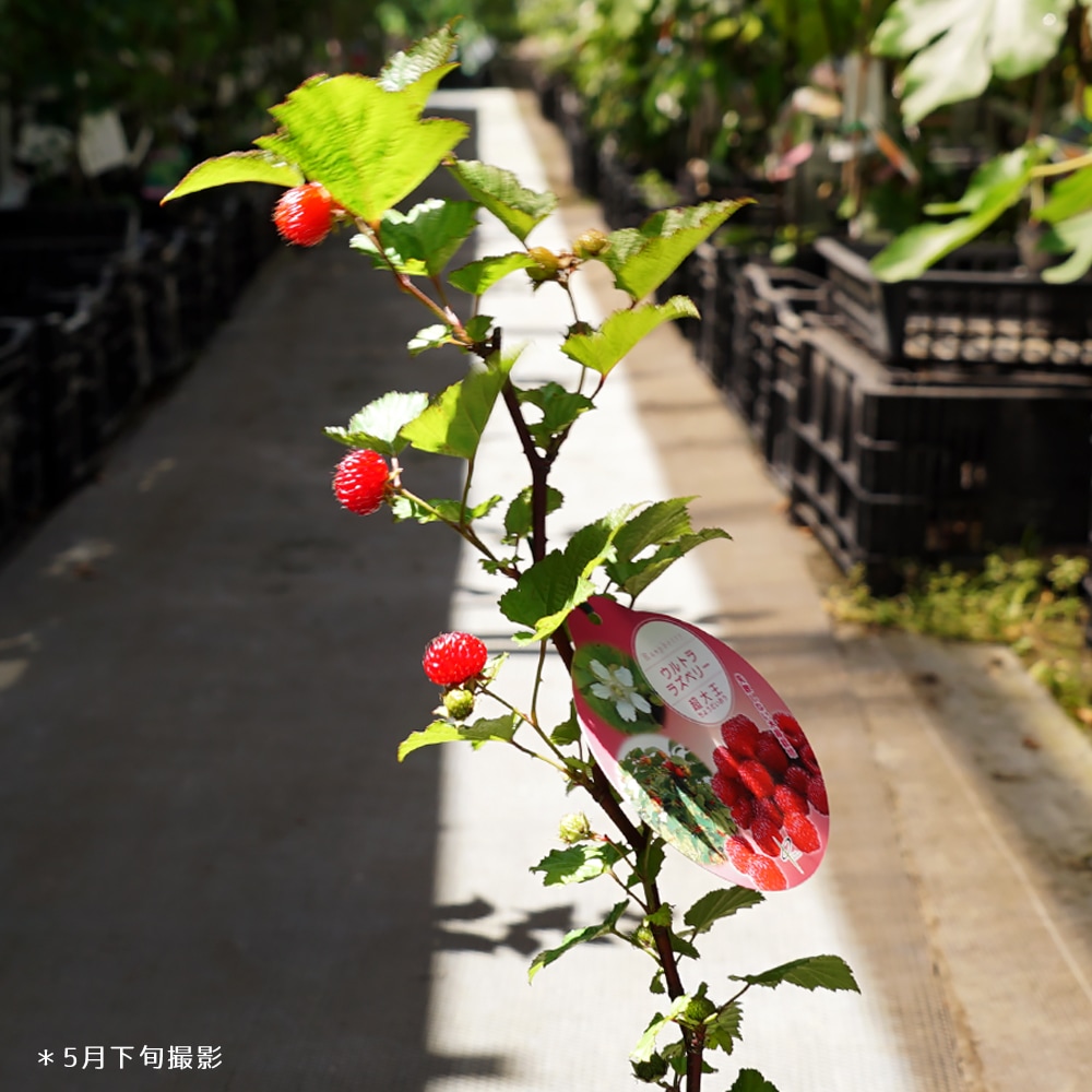 ラズベリー レッドドリーム（ウルトララズベリー 超大王） 3