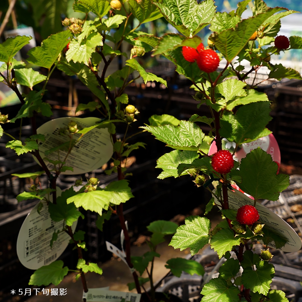 ラズベリー レッドドリーム（ウルトララズベリー 超大王） 4
