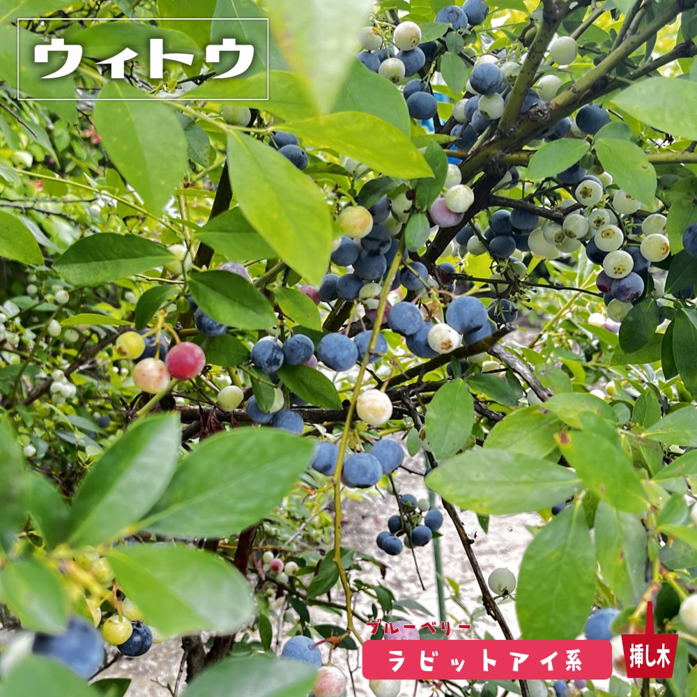ブルーベリー ウィトウ 