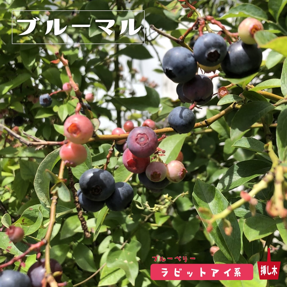 ブルーベリー ブルーマル 