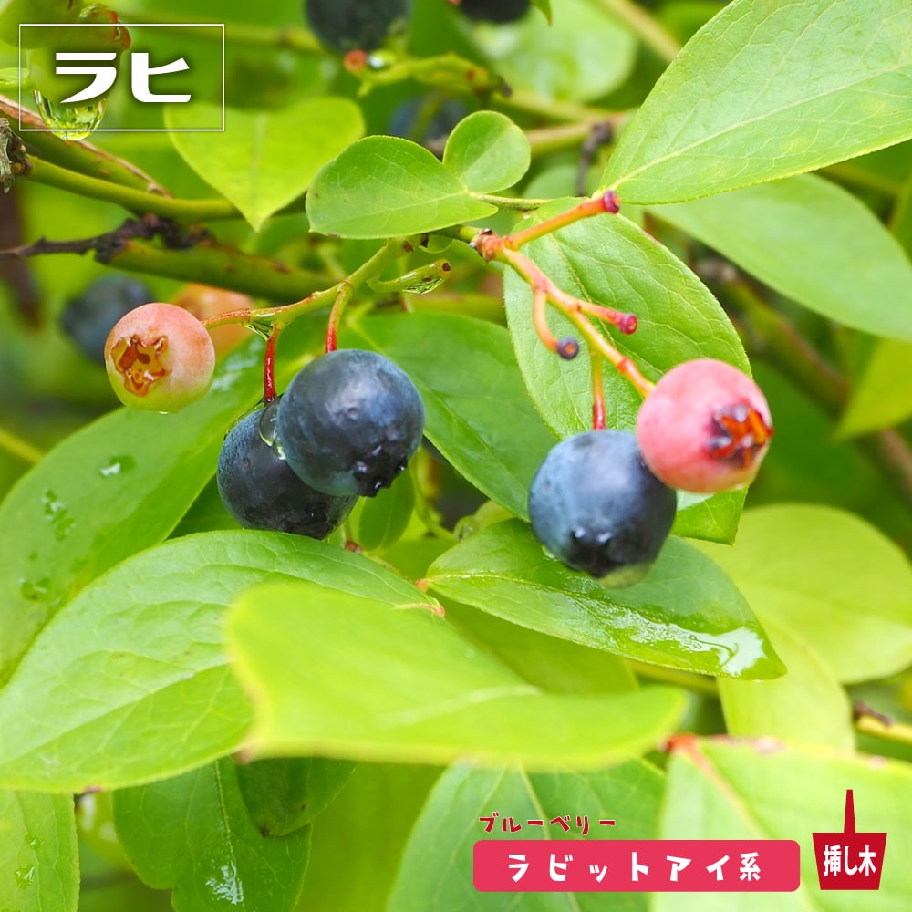 ブルーベリー ラヒ 