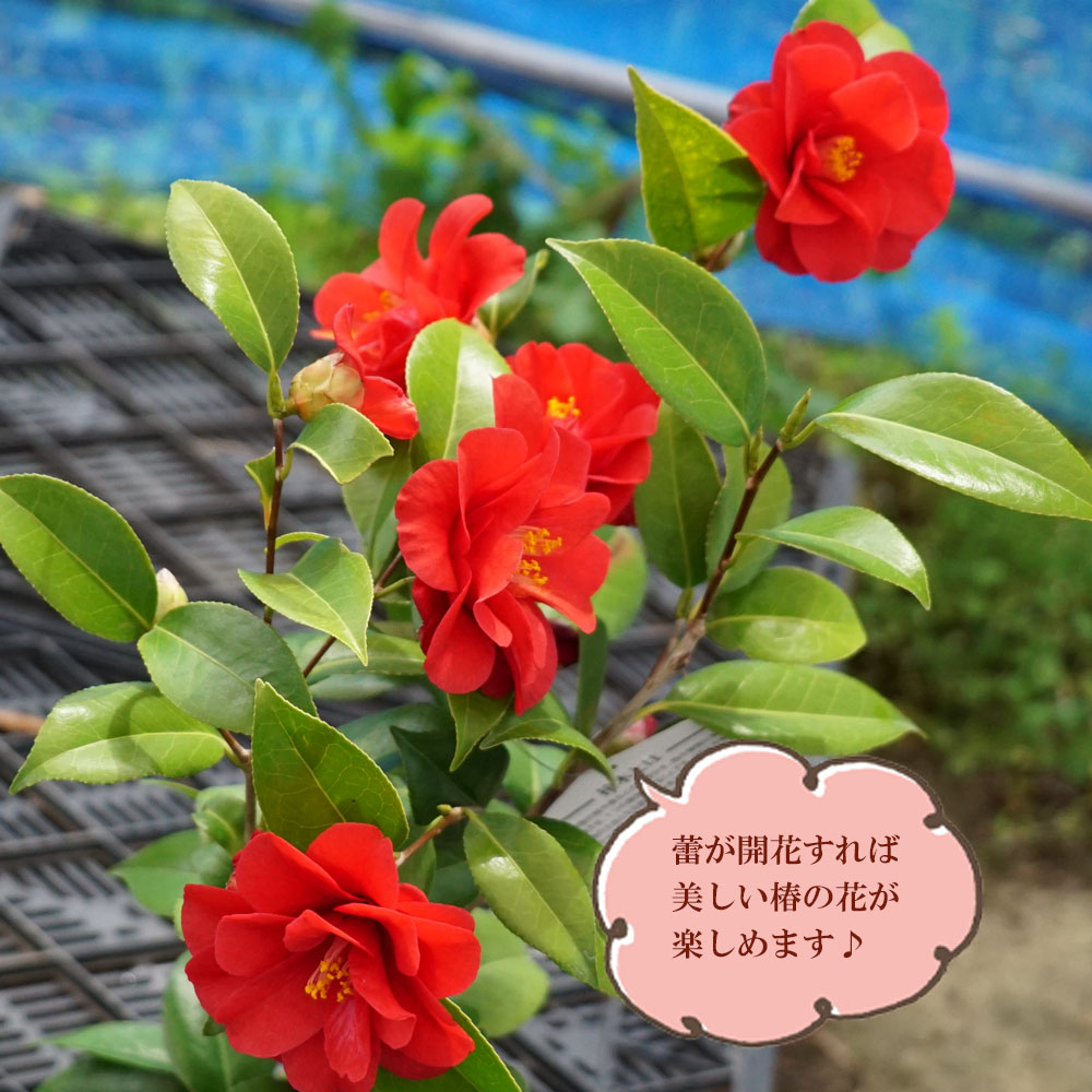 椿 レッドホッツ 3