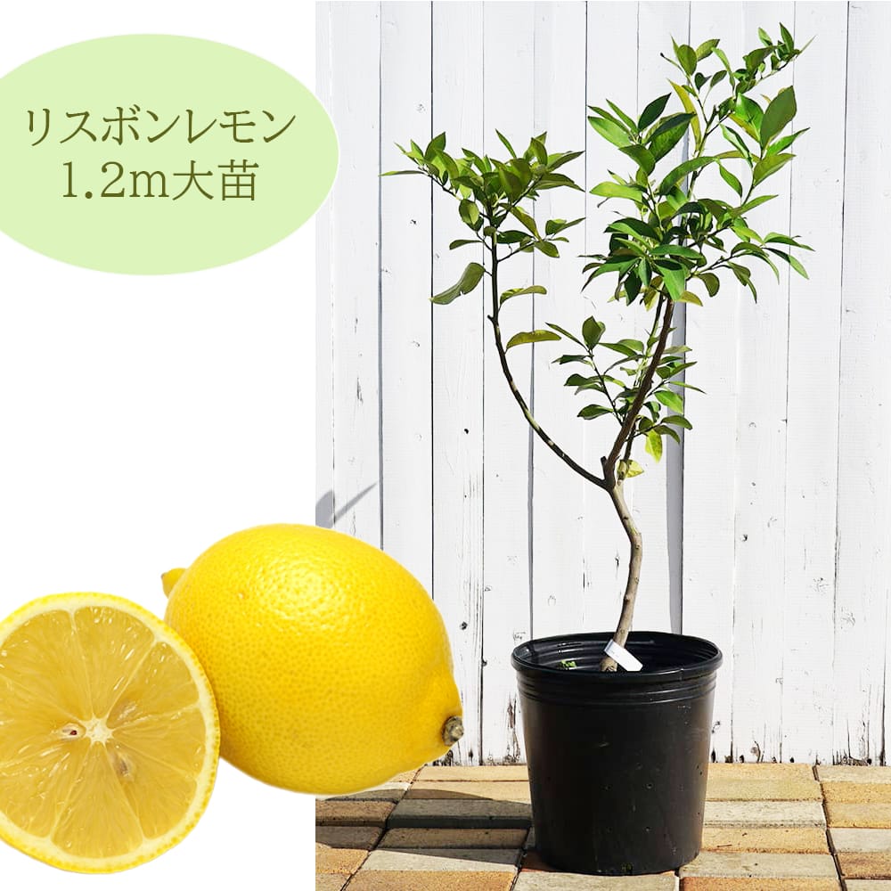 柑橘 レモン リスボンレモン 苗 販売 時期 苗木部 By 花ひろばオンライン