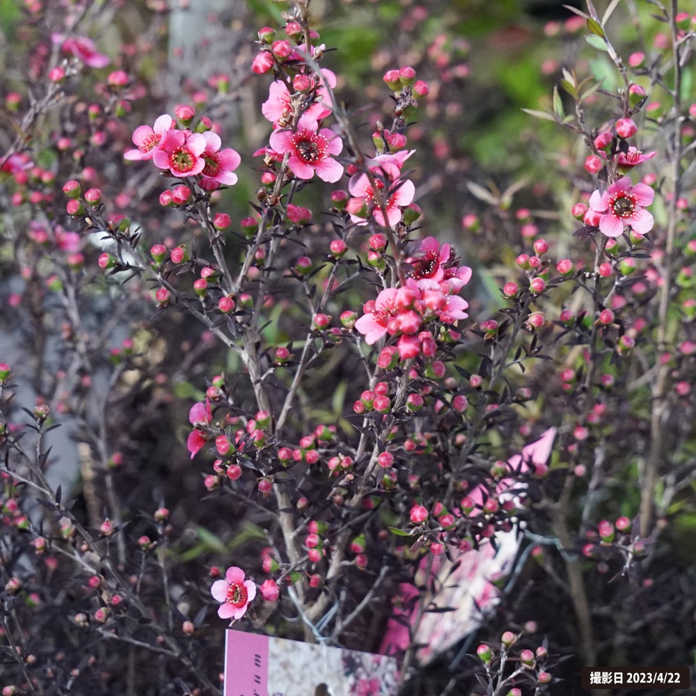 レプトスペルマム ナニュームルブルム 1