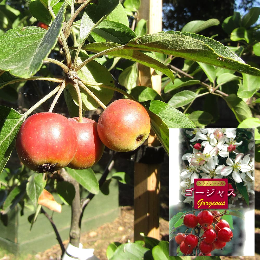 リンゴ ゴージャス 4