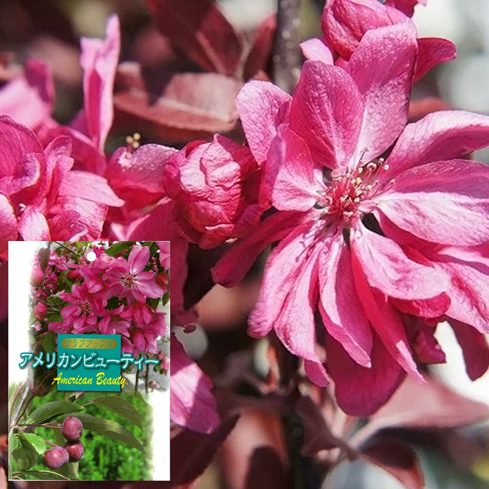 リンゴ アメリカンビューティー 