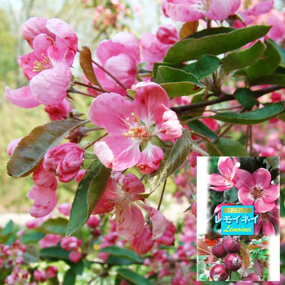 リンゴ レモイネ 1