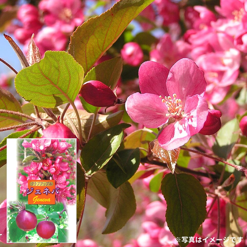 リンゴ ジェネバ 