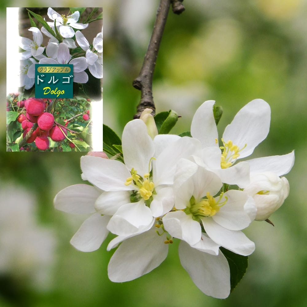 リンゴ ドルゴクラブ 