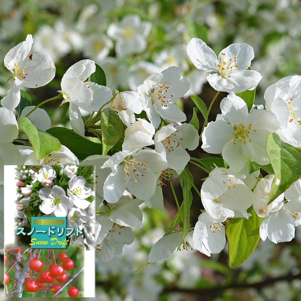 リンゴ スノードリフト 