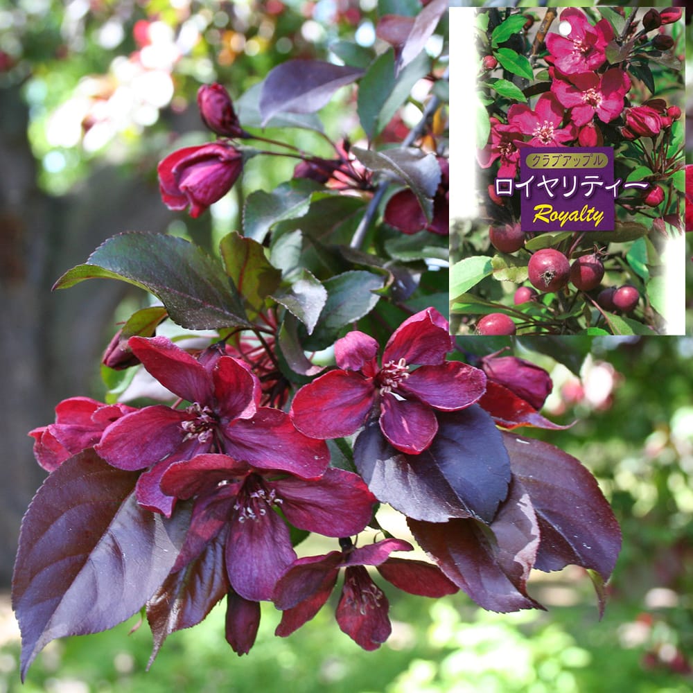 リンゴ スノードリフト 