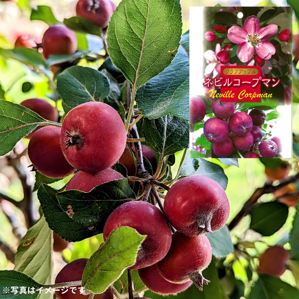 リンゴ スノードリフト 