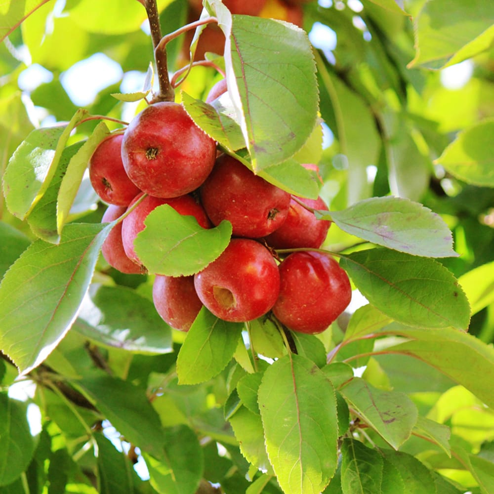 リンゴ アルプス乙女 苗 販売 苗木部 By 花ひろばオンライン