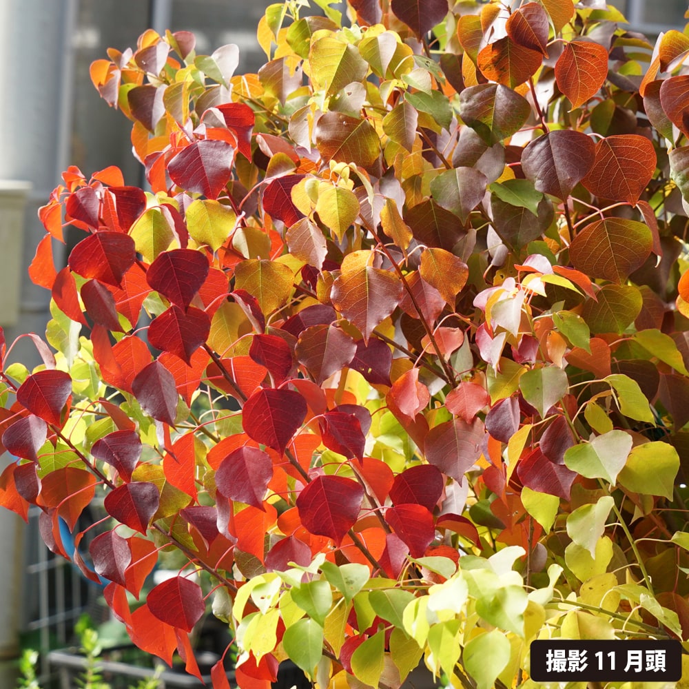 ナンキンハゼ  紅葉