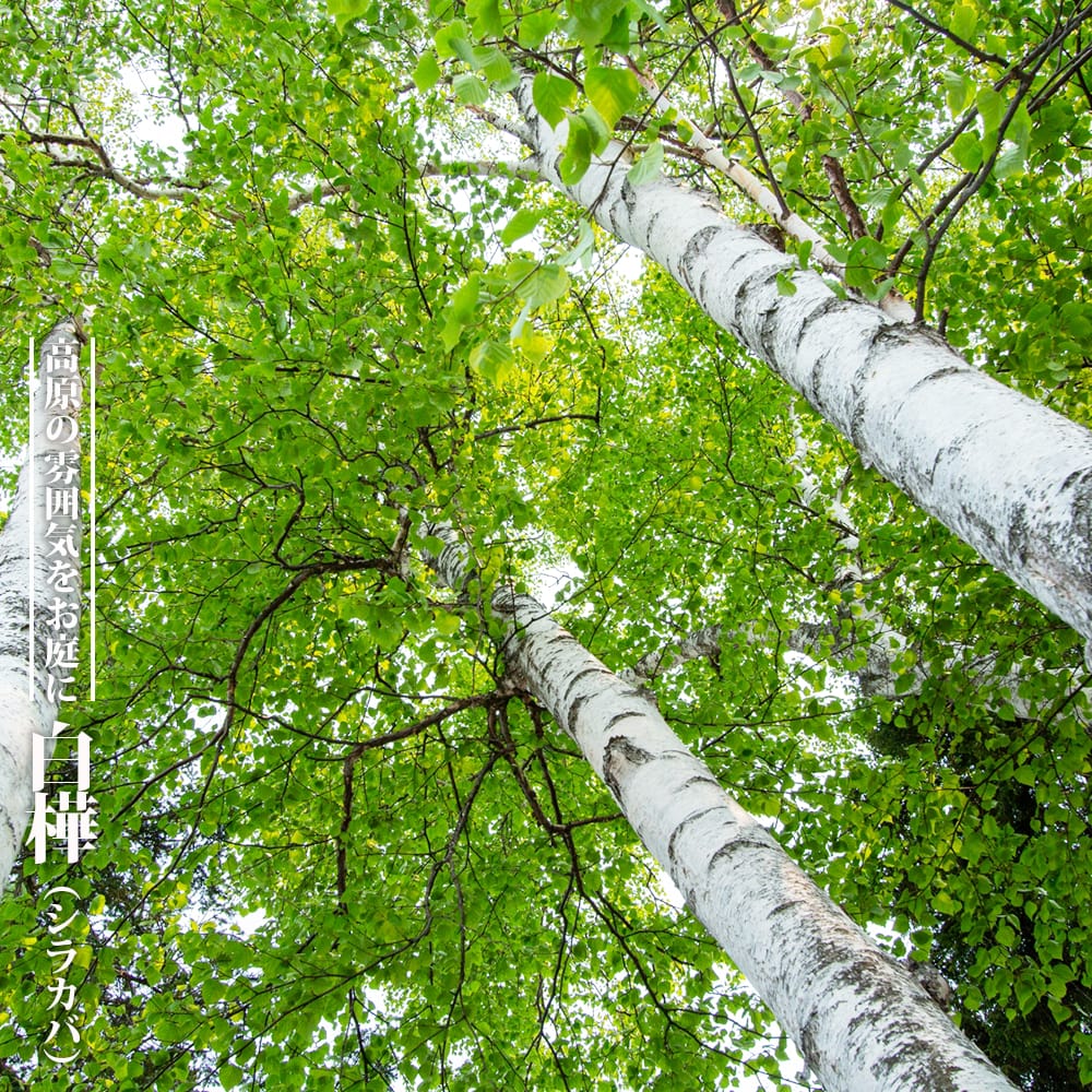 シラカバ  