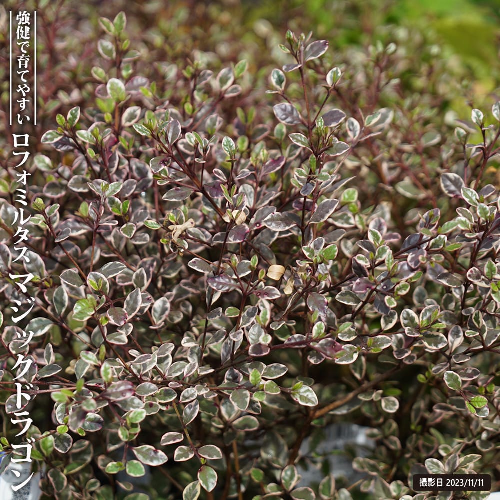 ロフォミルタス  マジックドラゴン 