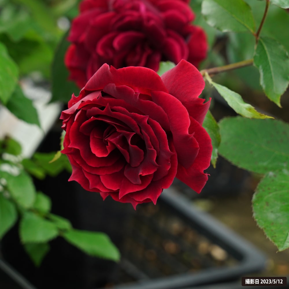 バラ アルチーナ 3