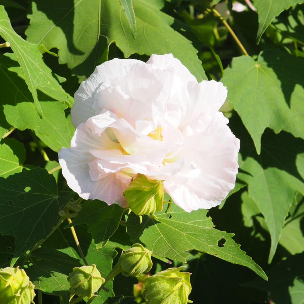 フヨウ 酔芙蓉 2