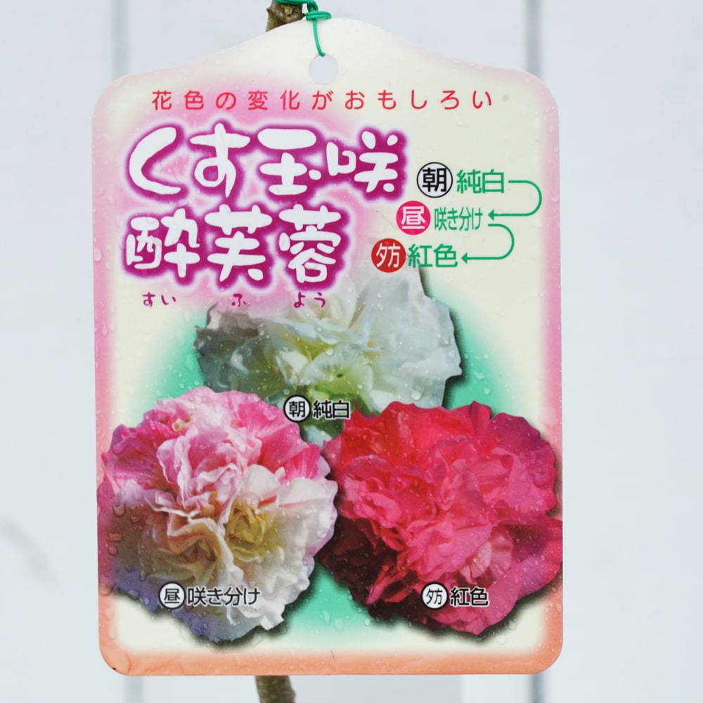 フヨウ 酔芙蓉 1