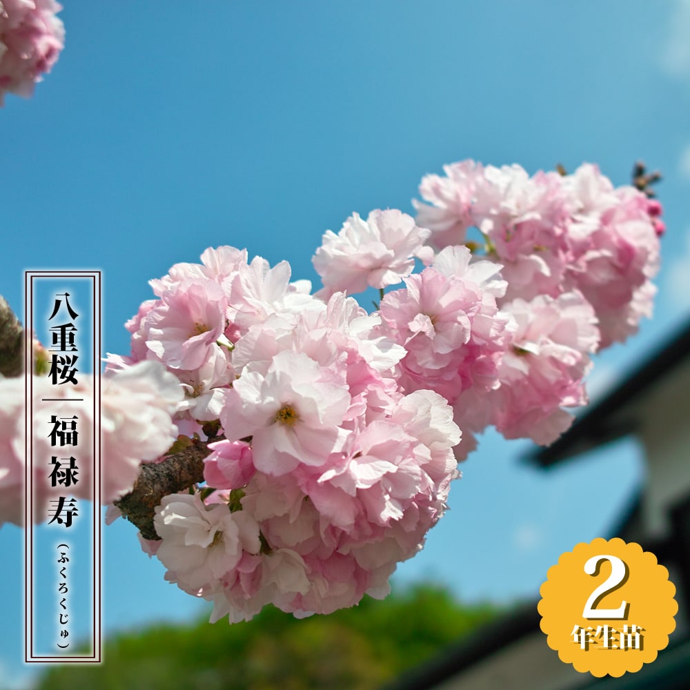 さくら 福禄寿 