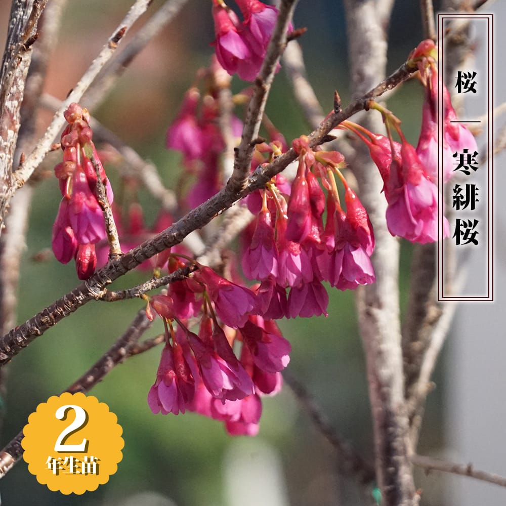さくら 寒緋桜 