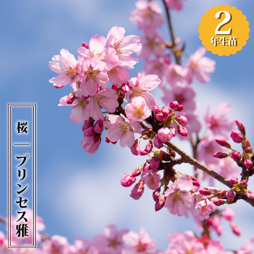 さくら プリンセス雅 