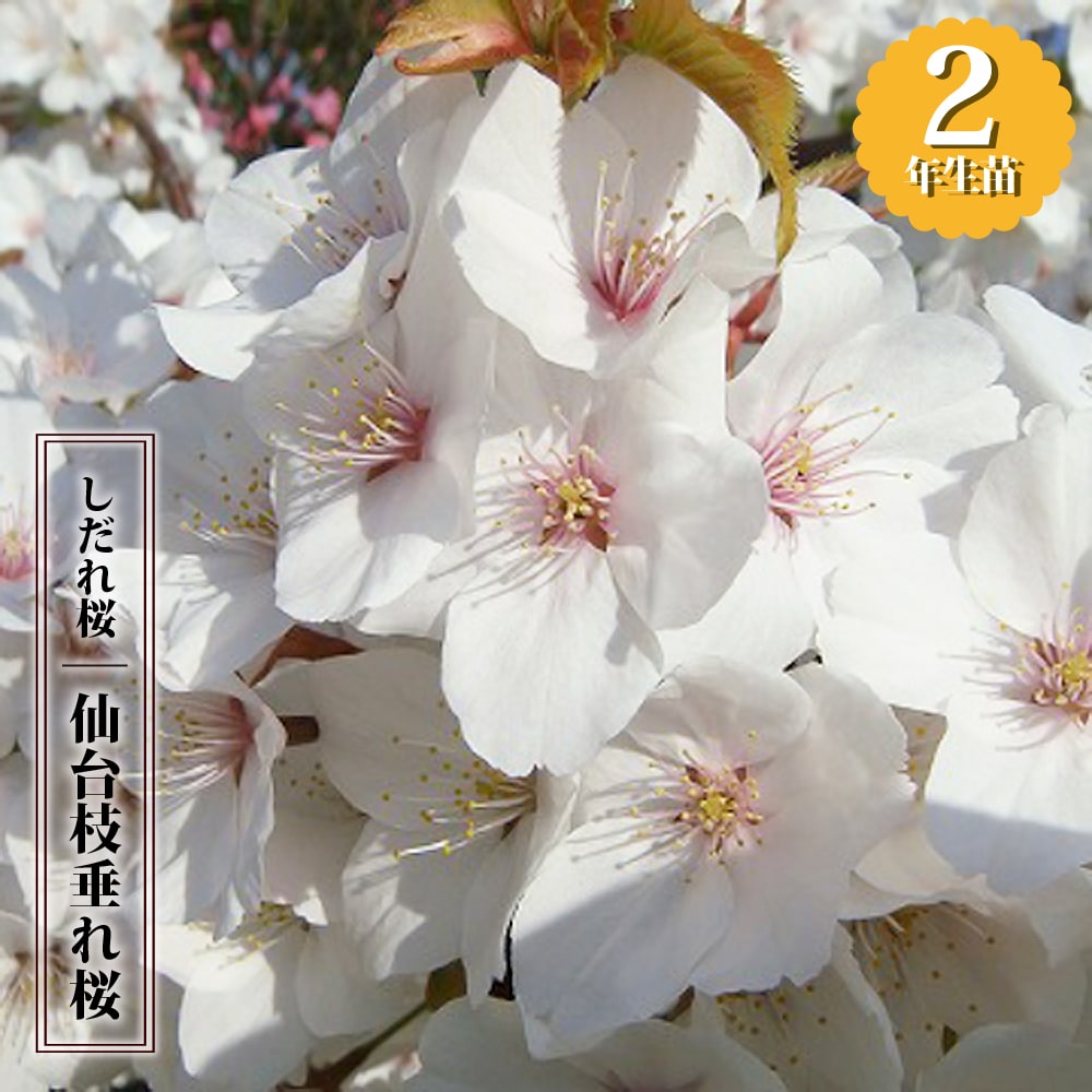 さくら 仙台枝垂れ （センダイシダレ） 