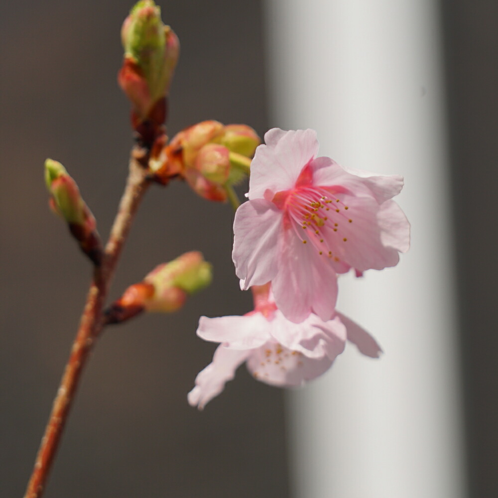 さくら 修善寺寒桜 早咲き カンザクラ系 苗 販売 苗木部 By 花ひろば