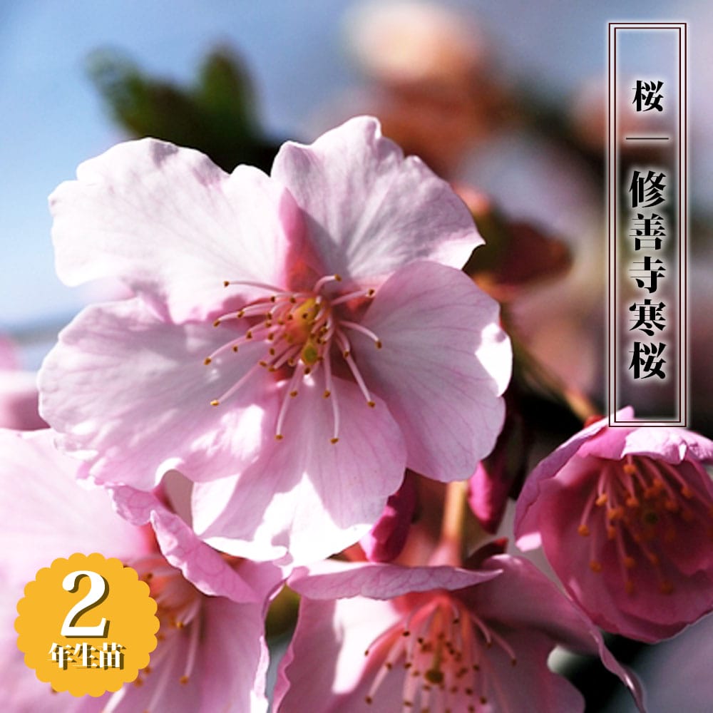 さくら 修善寺寒桜 1