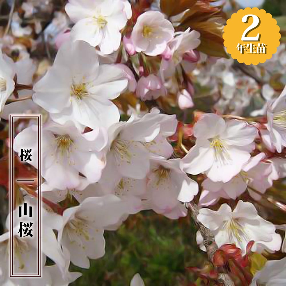さくら 原種系 山桜 苗 通販 苗木部 By 花ひろばオンライン