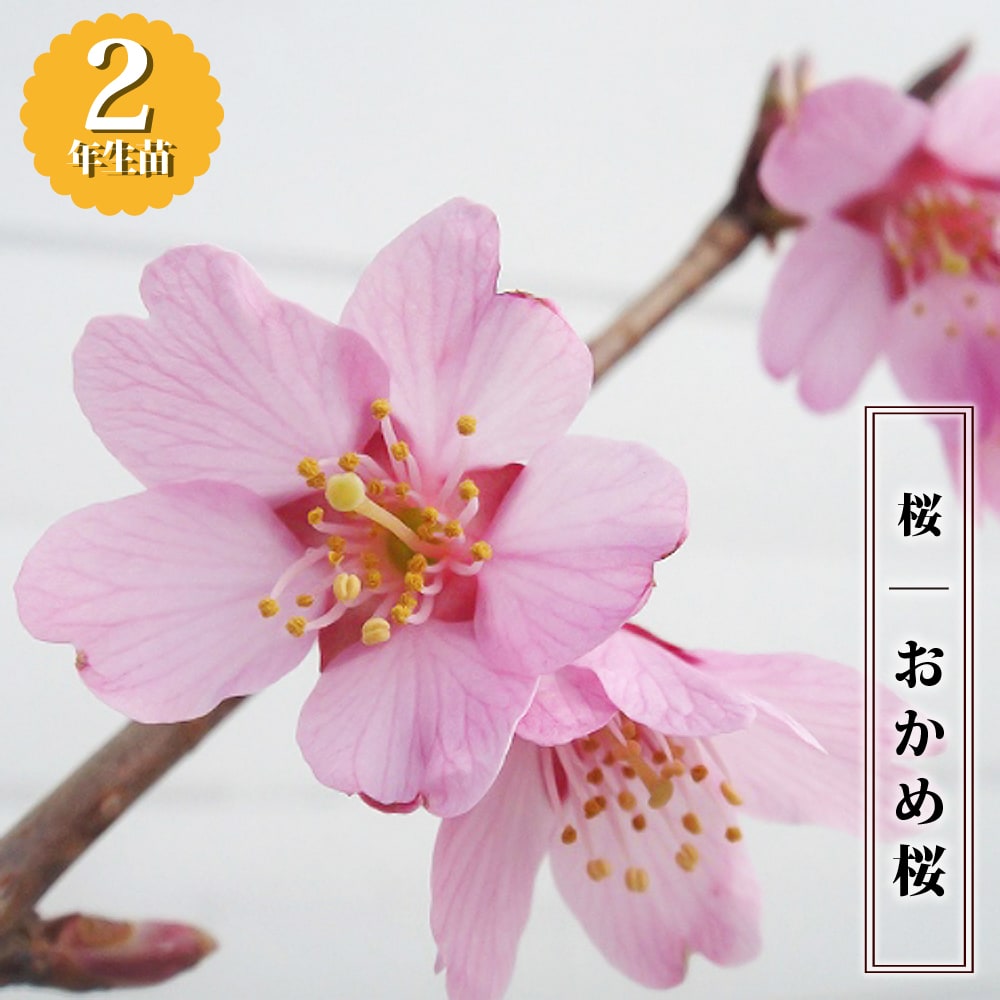 さくら おかめ桜 