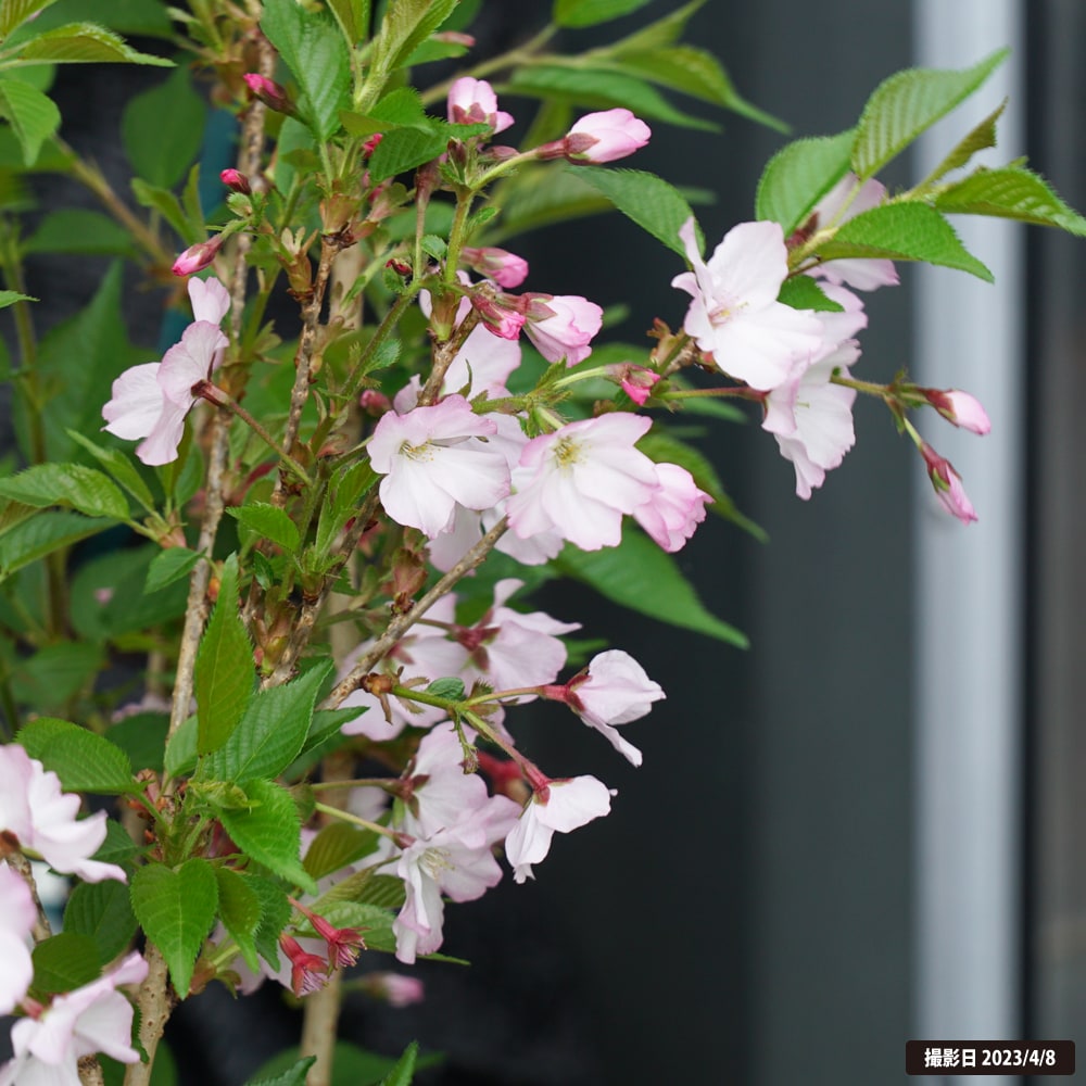 さくら 御殿場桜 1