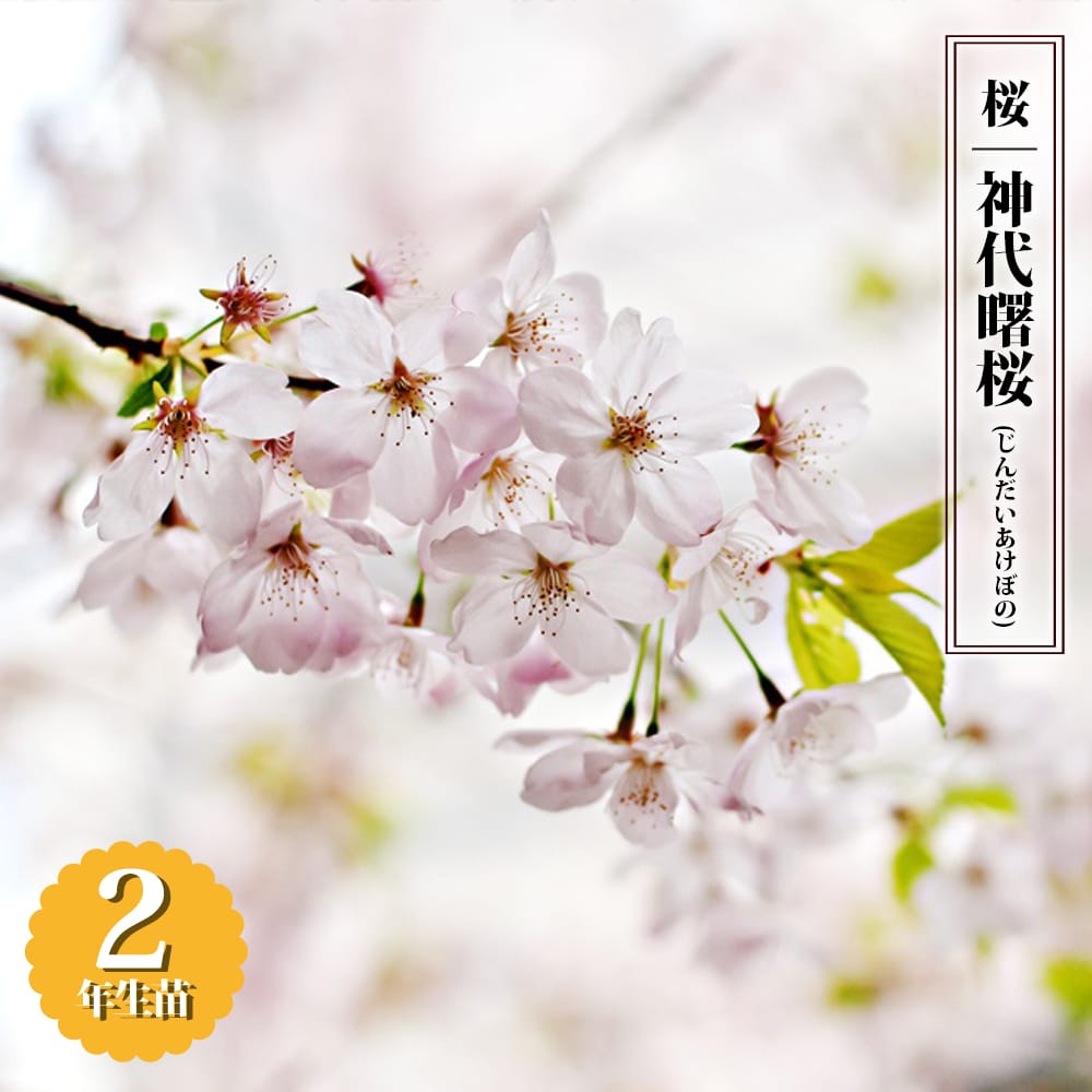 さくら 神代曙桜 
