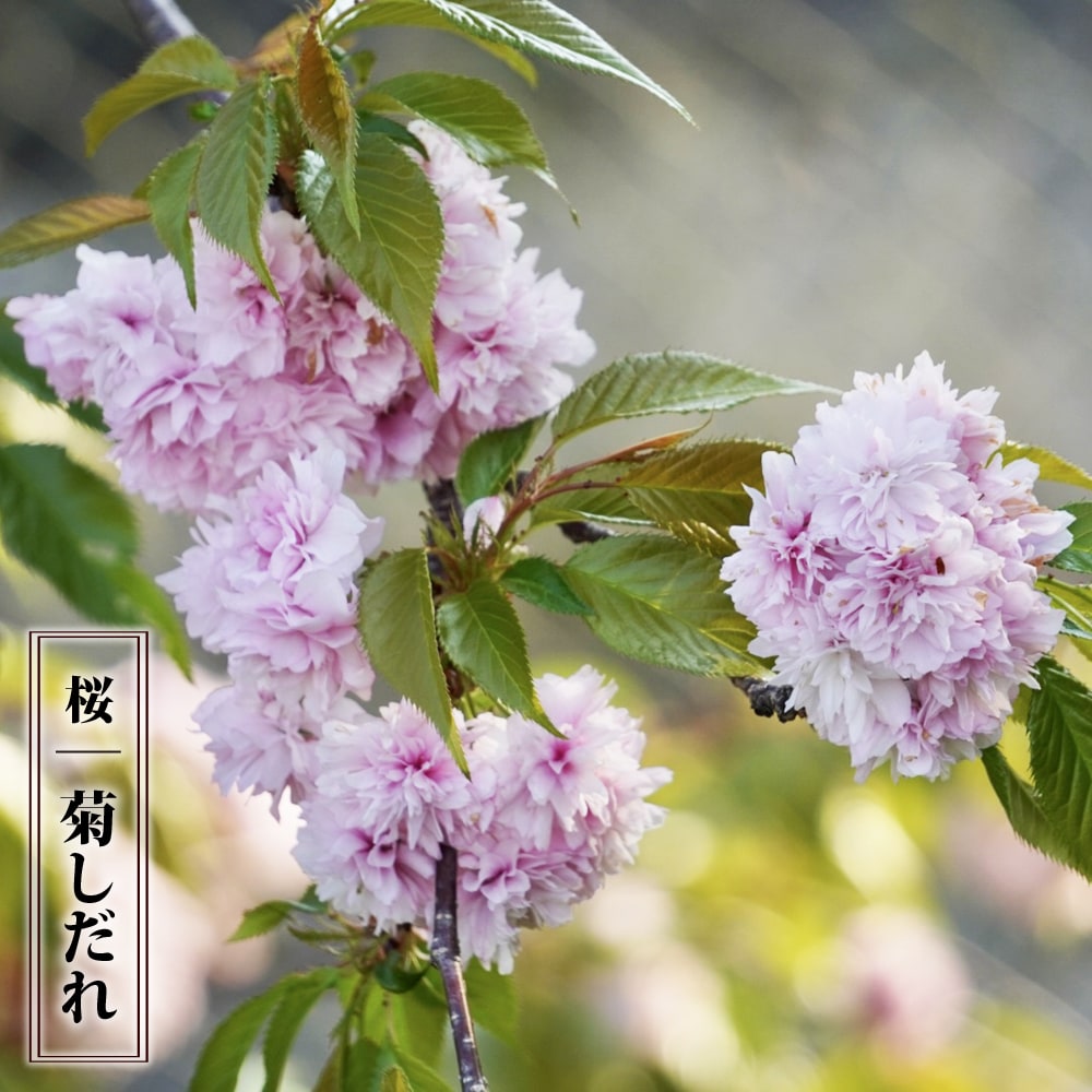 さくら 菊枝垂 