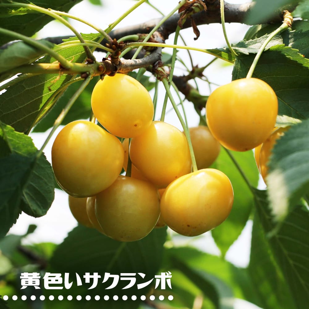 サクランボ 黄色いサクランボ 