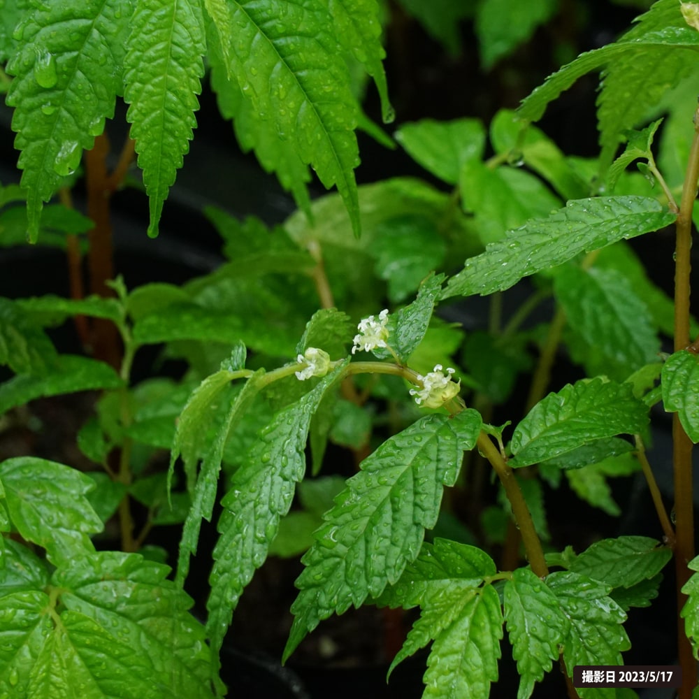 ウワバミソウ  1